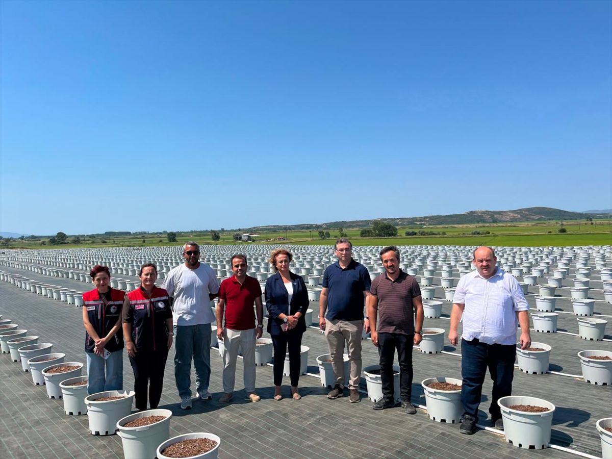 İpsala’da Yaban Mersini Tesisine İnceleme